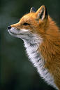 foxface.jpg